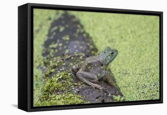 American Bullfrog in pond with duckweed Marion County, Illinois-Richard & Susan Day-Framed Premier Image Canvas