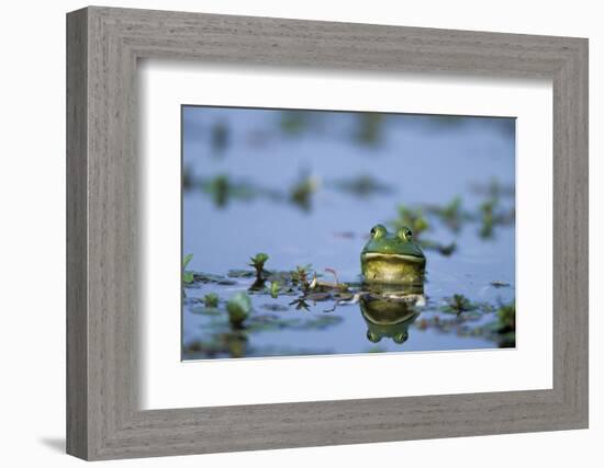 American Bullfrog in Wetland Marion County, Illinois-Richard and Susan Day-Framed Photographic Print