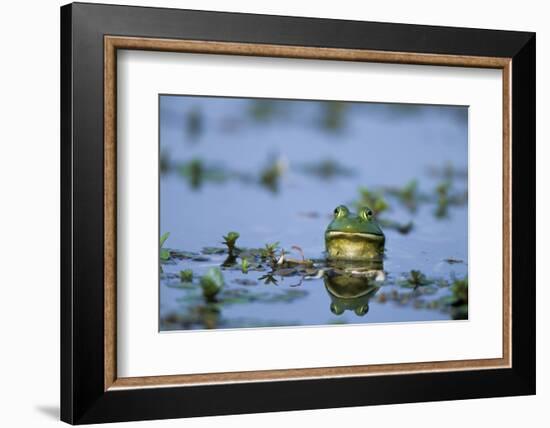 American Bullfrog in Wetland Marion County, Illinois-Richard and Susan Day-Framed Photographic Print