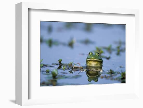 American Bullfrog in Wetland Marion County, Illinois-Richard and Susan Day-Framed Photographic Print