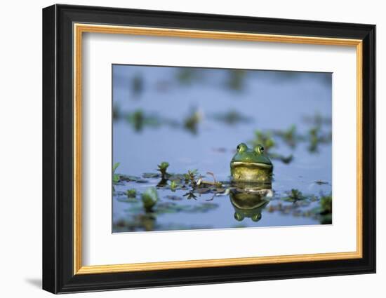 American Bullfrog in Wetland Marion County, Illinois-Richard and Susan Day-Framed Photographic Print