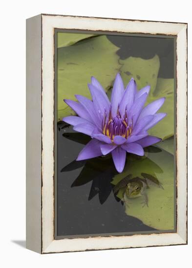 American Bullfrog (Lithobates Catesbeianus) Next to Water Lily Flower, Washington Dc, USA, July-John Cancalosi-Framed Premier Image Canvas