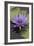 American Bullfrog (Lithobates Catesbeianus) Next to Water Lily Flower, Washington Dc, USA, July-John Cancalosi-Framed Photographic Print