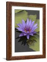 American Bullfrog (Lithobates Catesbeianus) Next to Water Lily Flower, Washington Dc, USA, July-John Cancalosi-Framed Photographic Print