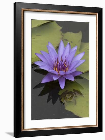 American Bullfrog (Lithobates Catesbeianus) Next to Water Lily Flower, Washington Dc, USA, July-John Cancalosi-Framed Photographic Print