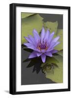 American Bullfrog (Lithobates Catesbeianus) Next to Water Lily Flower, Washington Dc, USA, July-John Cancalosi-Framed Photographic Print