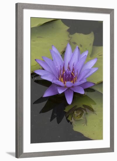 American Bullfrog (Lithobates Catesbeianus) Next to Water Lily Flower, Washington Dc, USA, July-John Cancalosi-Framed Photographic Print