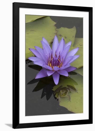 American Bullfrog (Lithobates Catesbeianus) Next to Water Lily Flower, Washington Dc, USA, July-John Cancalosi-Framed Photographic Print