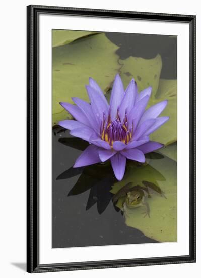 American Bullfrog (Lithobates Catesbeianus) Next to Water Lily Flower, Washington Dc, USA, July-John Cancalosi-Framed Photographic Print