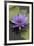 American Bullfrog (Lithobates Catesbeianus) Next to Water Lily Flower, Washington Dc, USA, July-John Cancalosi-Framed Photographic Print