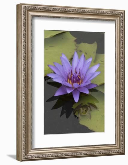 American Bullfrog (Lithobates Catesbeianus) Next to Water Lily Flower, Washington Dc, USA, July-John Cancalosi-Framed Photographic Print