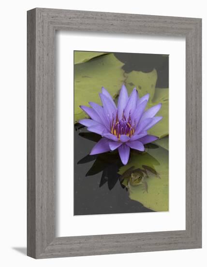 American Bullfrog (Lithobates Catesbeianus) Next to Water Lily Flower, Washington Dc, USA, July-John Cancalosi-Framed Photographic Print