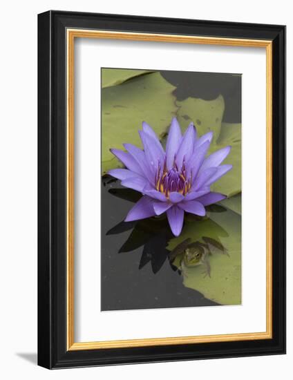 American Bullfrog (Lithobates Catesbeianus) Next to Water Lily Flower, Washington Dc, USA, July-John Cancalosi-Framed Photographic Print