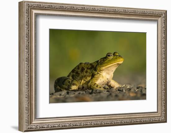 American Bullfrog on gravel near aquatic habitat in western Washington.-Gary Luhm-Framed Photographic Print