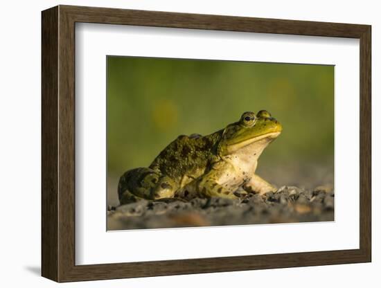 American Bullfrog on gravel near aquatic habitat in western Washington.-Gary Luhm-Framed Photographic Print