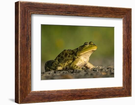 American Bullfrog on gravel near aquatic habitat in western Washington.-Gary Luhm-Framed Photographic Print