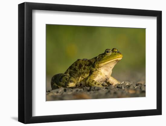 American Bullfrog on gravel near aquatic habitat in western Washington.-Gary Luhm-Framed Photographic Print