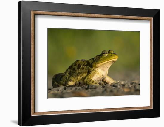 American Bullfrog on gravel near aquatic habitat in western Washington.-Gary Luhm-Framed Photographic Print