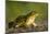 American Bullfrog on gravel near aquatic habitat in western Washington.-Gary Luhm-Mounted Photographic Print