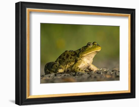 American Bullfrog on gravel near aquatic habitat in western Washington.-Gary Luhm-Framed Photographic Print