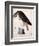 American Buzzard or White Breasted Hawk-John James Audubon-Framed Giclee Print