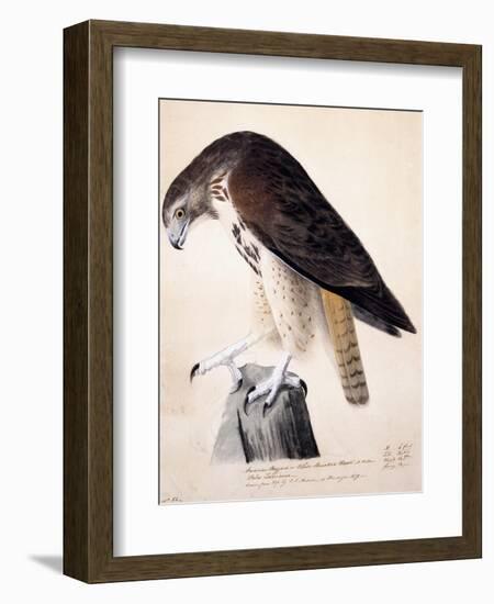 American Buzzard or White Breasted Hawk-John James Audubon-Framed Giclee Print