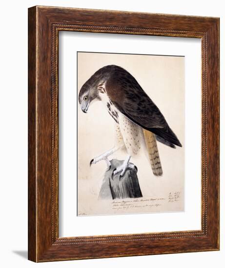 American Buzzard or White Breasted Hawk-John James Audubon-Framed Giclee Print