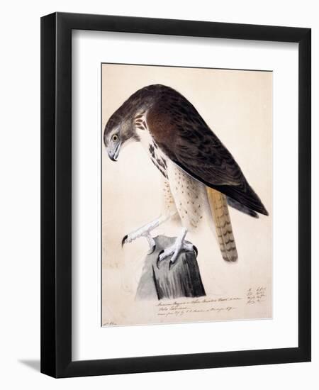 American Buzzard or White Breasted Hawk-John James Audubon-Framed Giclee Print