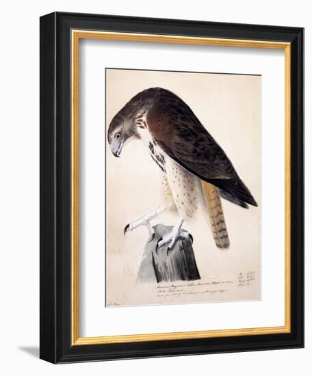 American Buzzard or White Breasted Hawk-John James Audubon-Framed Giclee Print