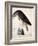 American Buzzard or White Breasted Hawk-John James Audubon-Framed Giclee Print