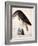 American Buzzard or White Breasted Hawk-John James Audubon-Framed Giclee Print