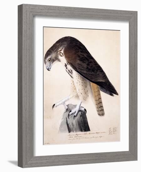 American Buzzard or White Breasted Hawk-John James Audubon-Framed Giclee Print