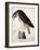 American Buzzard or White Breasted Hawk-John James Audubon-Framed Giclee Print