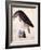 American Buzzard or White Breasted Hawk-John James Audubon-Framed Giclee Print