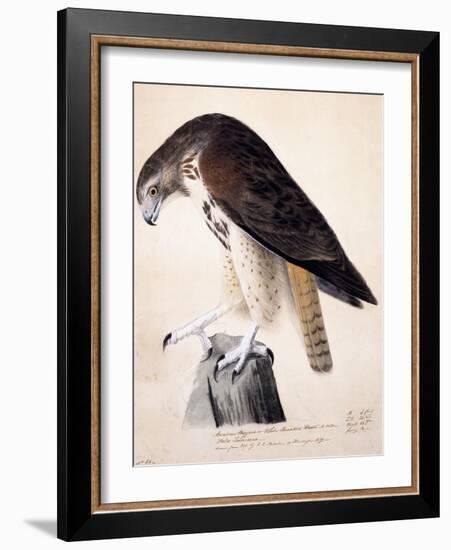 American Buzzard or White Breasted Hawk-John James Audubon-Framed Giclee Print