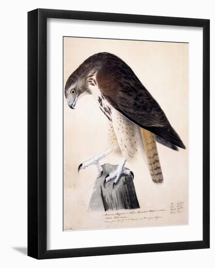 American Buzzard or White Breasted Hawk-John James Audubon-Framed Giclee Print