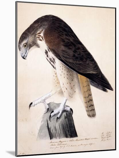 American Buzzard or White Breasted Hawk-John James Audubon-Mounted Giclee Print