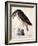 American Buzzard or White Breasted Hawk-John James Audubon-Framed Giclee Print