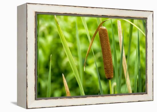 American Cattail. the Celery Bog, West Lafayette, Indiana-Rona Schwarz-Framed Premier Image Canvas