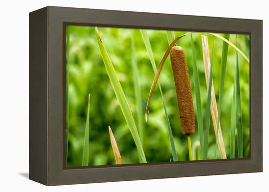 American Cattail. the Celery Bog, West Lafayette, Indiana-Rona Schwarz-Framed Premier Image Canvas