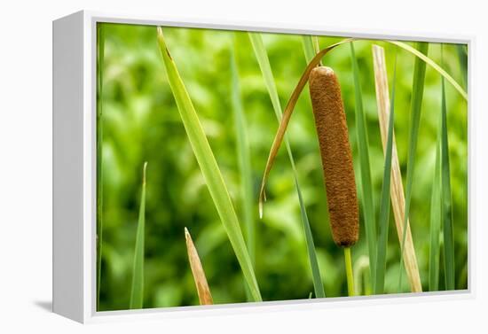 American Cattail. the Celery Bog, West Lafayette, Indiana-Rona Schwarz-Framed Premier Image Canvas