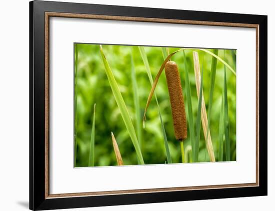 American Cattail. the Celery Bog, West Lafayette, Indiana-Rona Schwarz-Framed Photographic Print