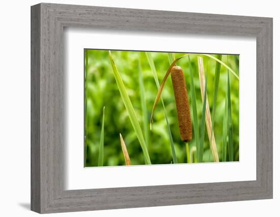 American Cattail. the Celery Bog, West Lafayette, Indiana-Rona Schwarz-Framed Photographic Print