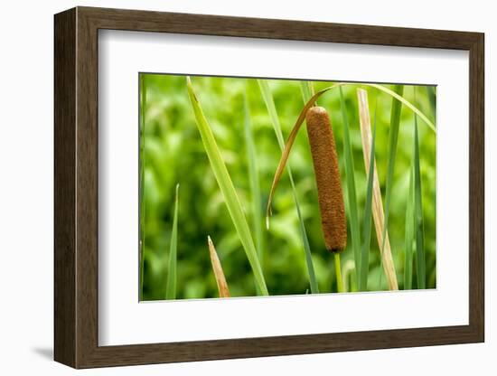 American Cattail. the Celery Bog, West Lafayette, Indiana-Rona Schwarz-Framed Photographic Print