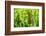 American Cattail. the Celery Bog, West Lafayette, Indiana-Rona Schwarz-Framed Photographic Print