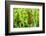 American Cattail. the Celery Bog, West Lafayette, Indiana-Rona Schwarz-Framed Photographic Print