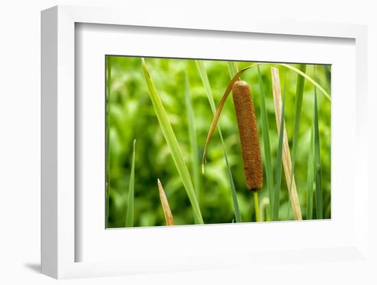 American Cattail. the Celery Bog, West Lafayette, Indiana-Rona Schwarz-Framed Photographic Print