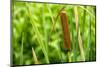 American Cattail. the Celery Bog, West Lafayette, Indiana-Rona Schwarz-Mounted Photographic Print