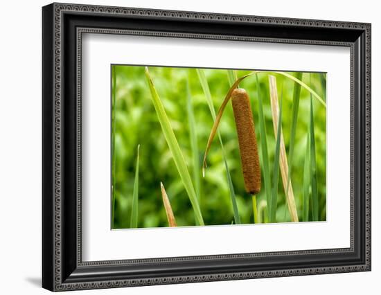 American Cattail. the Celery Bog, West Lafayette, Indiana-Rona Schwarz-Framed Photographic Print