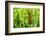 American Cattail. the Celery Bog, West Lafayette, Indiana-Rona Schwarz-Framed Photographic Print